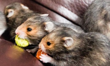 Syrian Hamster Food